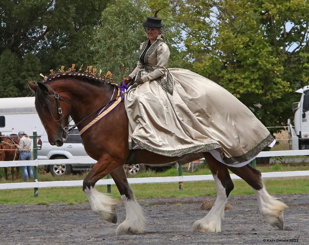 shire horse riding