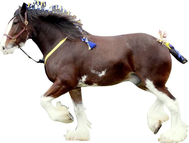 Breed Standard & Registration Shire Horse Breeders